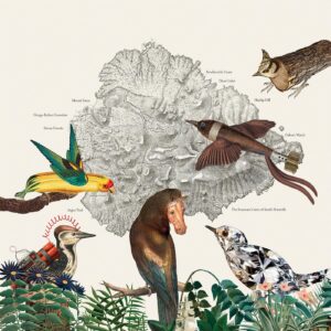 The Birds of Marsville